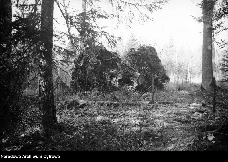 image.from.unit.number "Białowieża"
