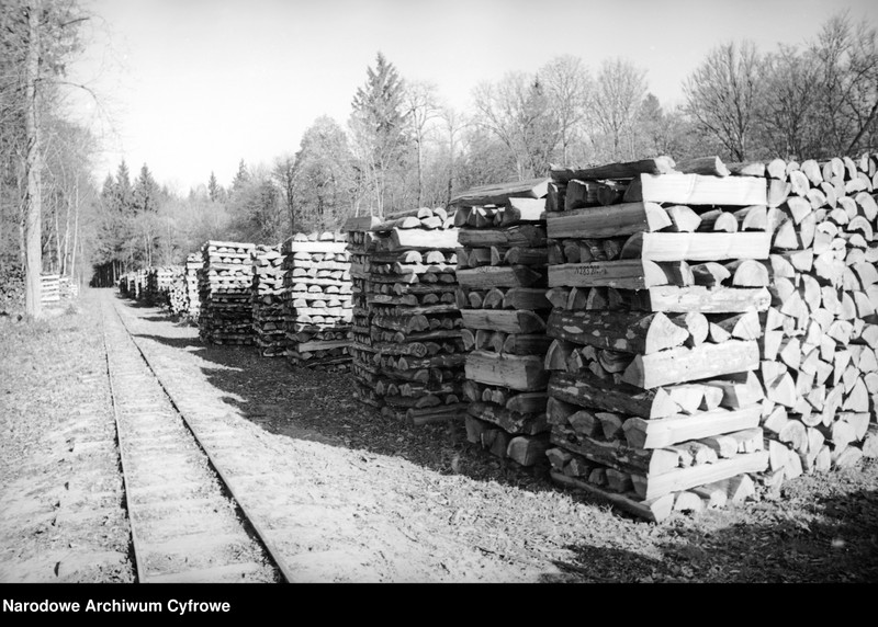 image.from.unit.number "Białowieża"