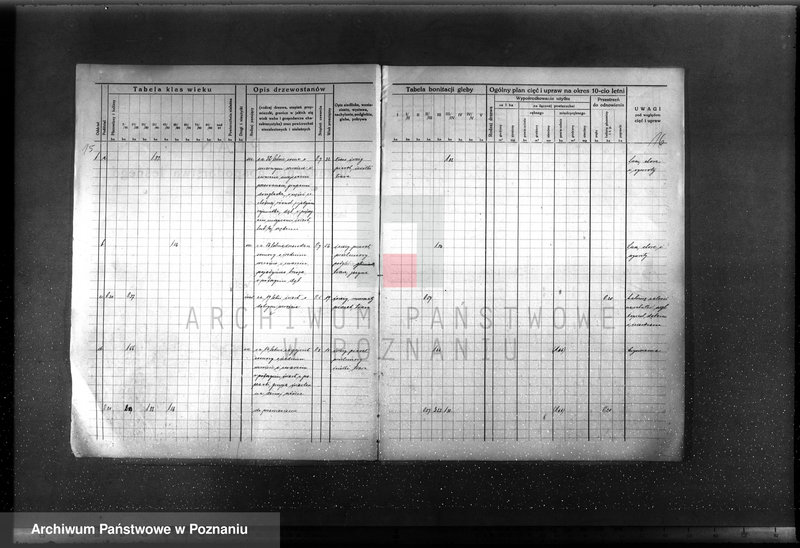 Obraz 19 z jednostki "Plan urządzenia gospodarstwa leśnego majątku Chlewiska w powiecie szamotulskim"