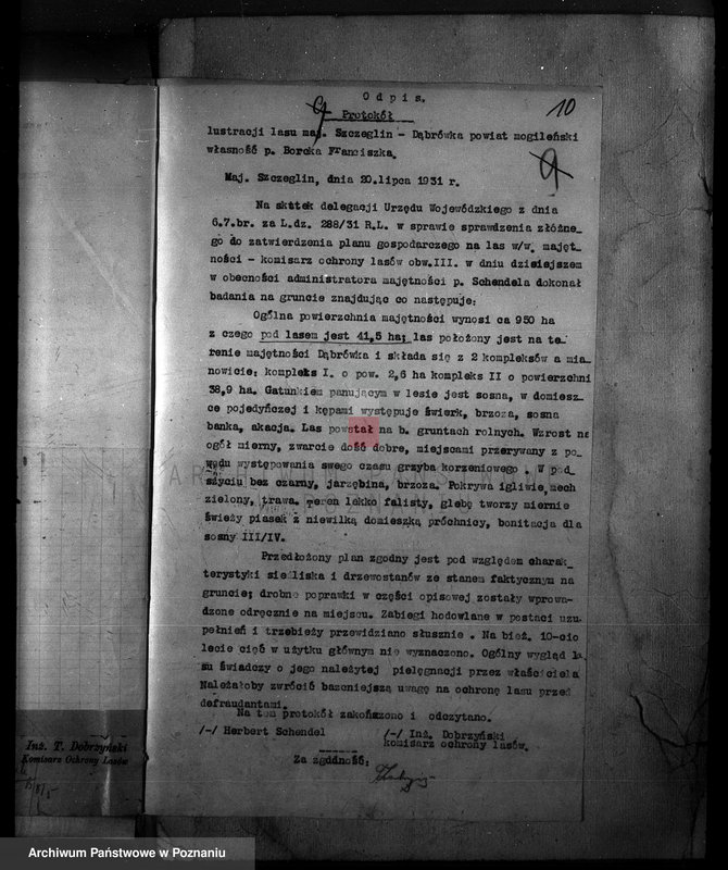 Obraz 14 z jednostki "Majętność /leśna/ Szczeglin Dąbrówka w powiecie mogileńskim"