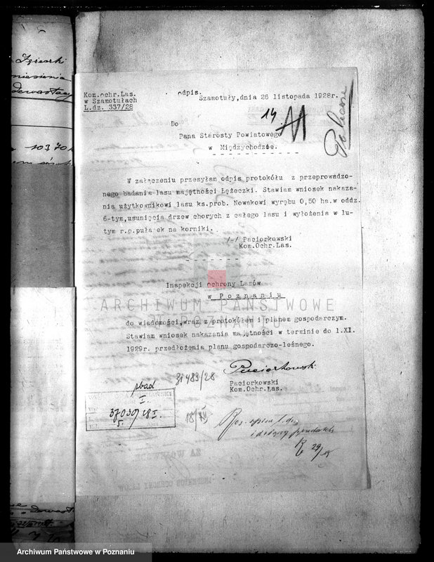 Obraz 18 z jednostki "Kościół katolicki Biezdrowo Łężeczki powiat międzychodzki /nadzór nad gospodarką leśną/"