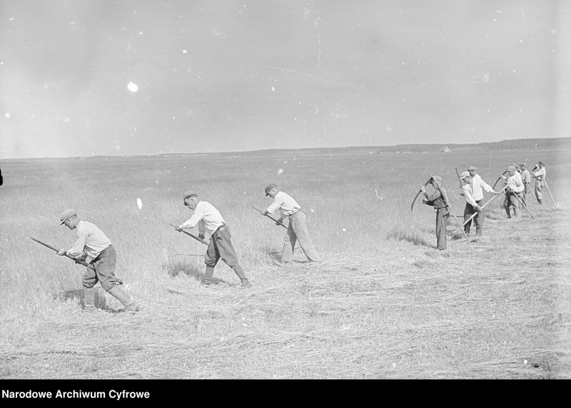 image.from.unit.number "Rolnictwo. Łąki, sianokosy"