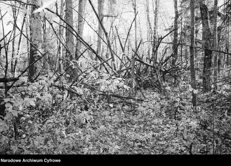 image.from.unit.number "Białowieża"