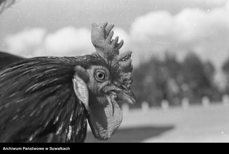 image.from.unit.number "Głowa koguta."