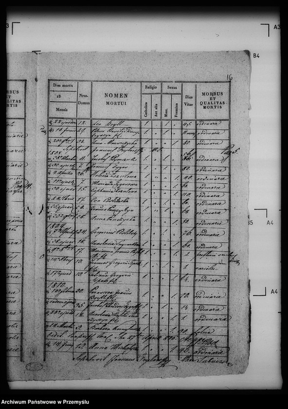 Obraz 20 z jednostki "[Kopie ksiąg metrykalnych parafii Siebieczów z filiami Leszczaków, Piwowszczyzna, Rusin, Wierzbiąż (dekanat Bełz)]"