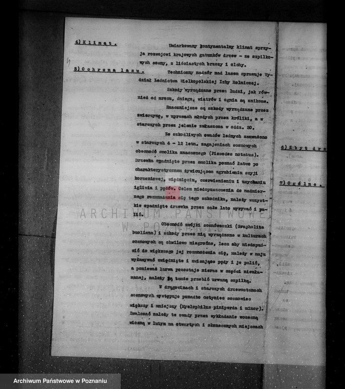 Obraz 8 z jednostki "/Nadzór nad lasami/ majątku Gębice powiatu czarnkowskiego"