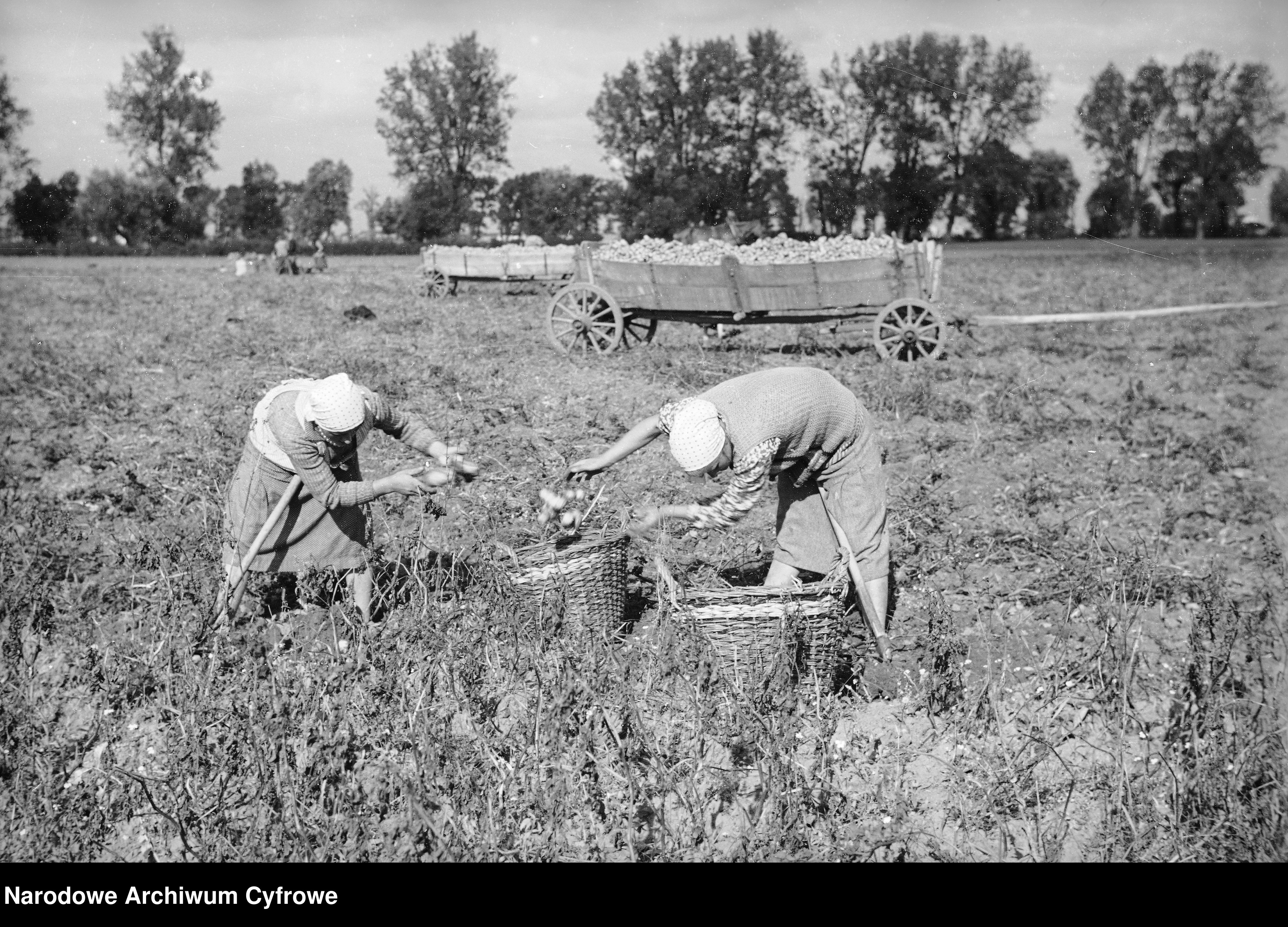 Skan z jednostki: Żniwa - na Śląsku, na Mazowszu, w województwie stanisławowskim