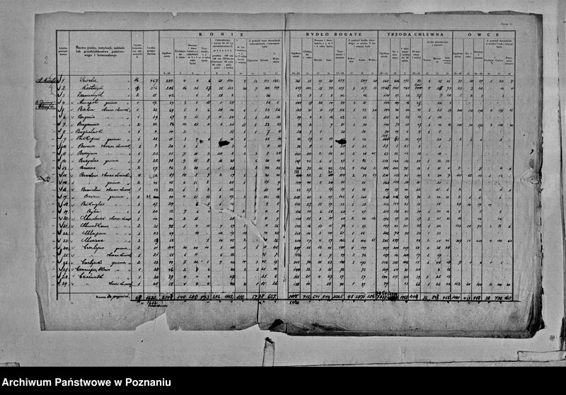 Obraz 4 z jednostki "Spis koni, bydła, trzody chlewnej i owiec - zestawienie z terenu powiatu średzkiego"