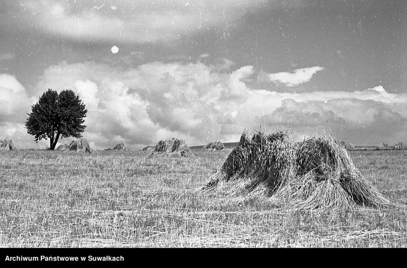 image.from.unit.number "Snopy słomy na polu."