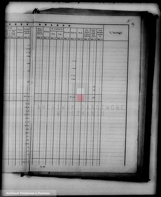 Obraz 19 z jednostki "/Las miasta Kalisza nadzór nad gospodarką/"