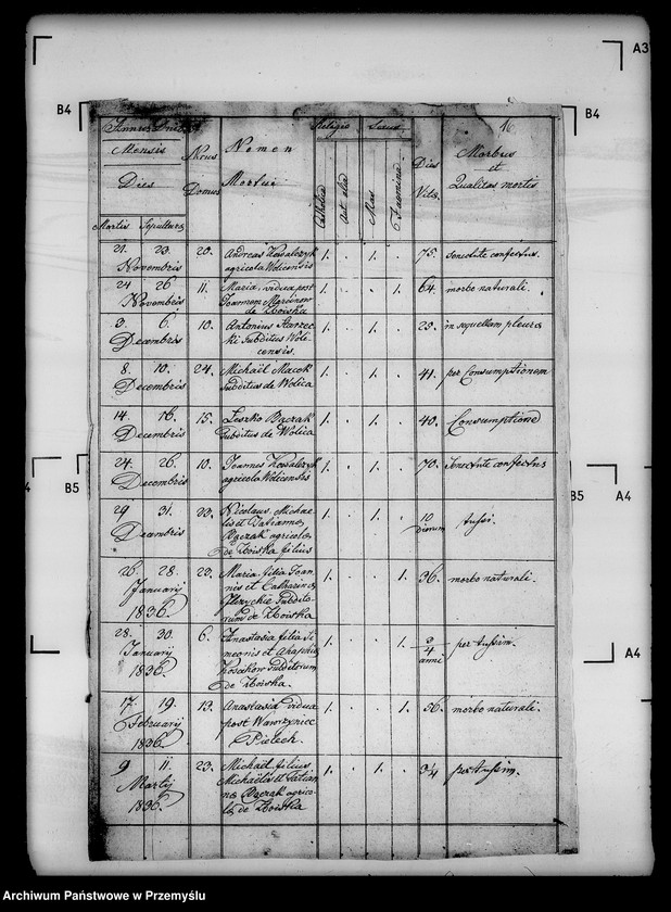 Obraz 20 z jednostki "[Kopie ksiąg metrykalnych parafii Wolica z filiami Bełchówka, Zboiska (dekanat Buków)]"