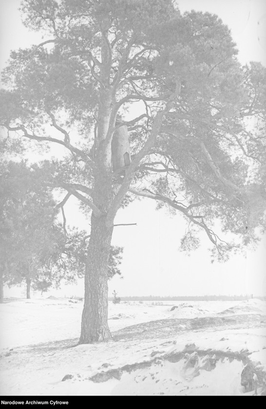 image.from.collection.number "Bartnictwo że Ho! Ho!111"