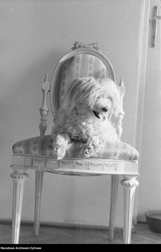 Obraz 10 z kolekcji "Psy na fotografiach"