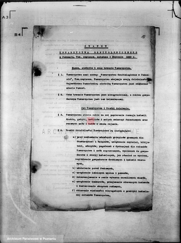 Obraz 16 z jednostki "/Towarzystwo Ornitologiczne w Poznaniu/"