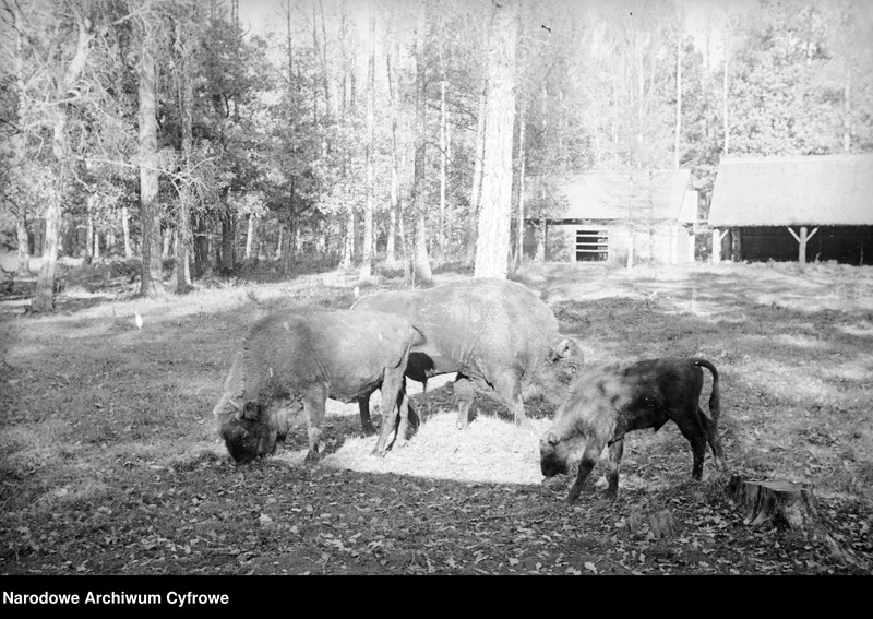 image.from.unit.number "Białowieża"