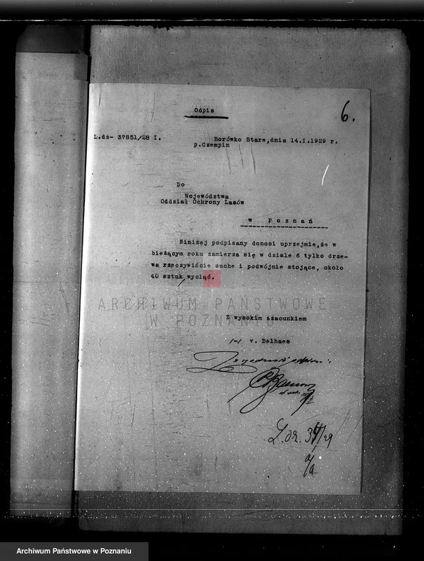 Obraz 10 z jednostki "Majętność Borówko Stare /nadzór nad gospodarką leśną/"