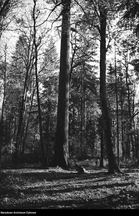 image.from.unit.number "Białowieża"
