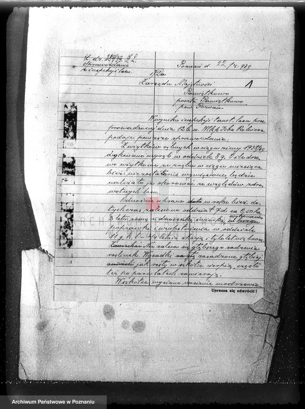 Obraz 5 z jednostki "Majętność /leśna/ Pamiątkowo powiat obornicki"