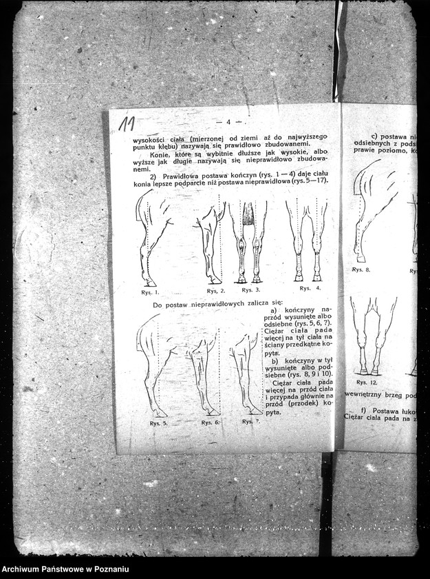 Obraz 17 z jednostki "Podkuwacze koni"