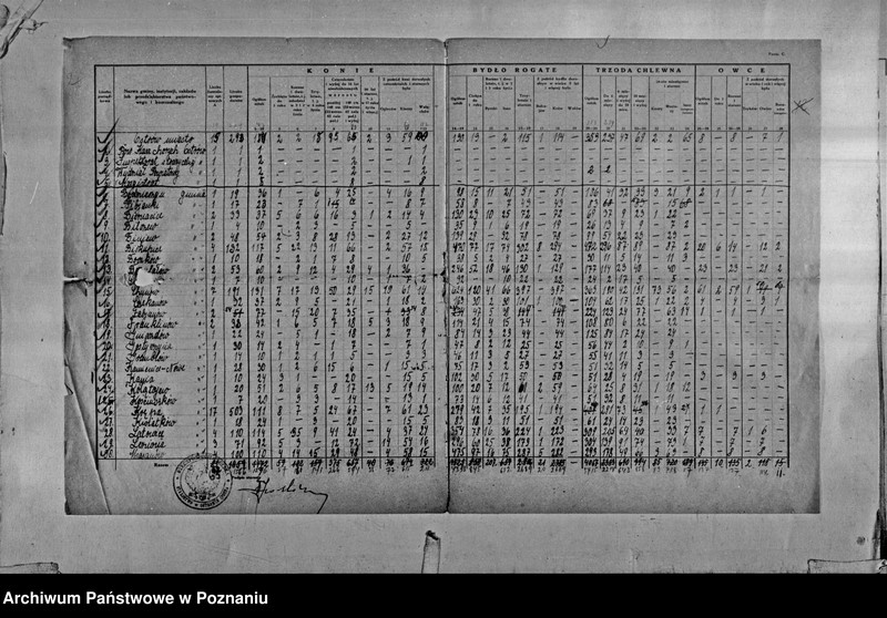 Obraz 3 z jednostki "Spis koni, bydła, trzody chlewnej i owiec - zestawienie z terenu powiatu ostrowskiego"