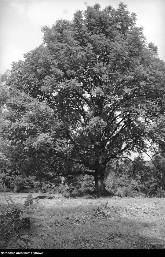 image.from.unit.number "Ottyniowice w województwie lwowskim"