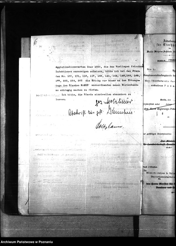 Obraz 10 z jednostki "Nosacizna - Poznań Miasto"