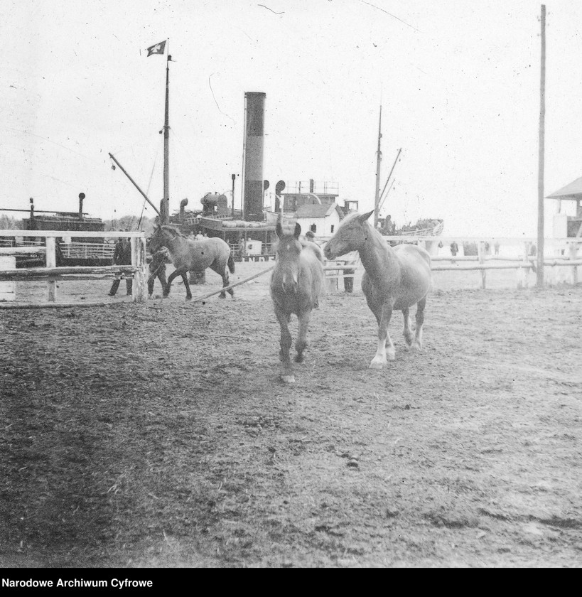image.from.unit.number "Dostawa koni do Polski z inicjatywy Organizacji Narodów Zjednoczonych do Spraw Pomocy i Odbudowy UNRRA"