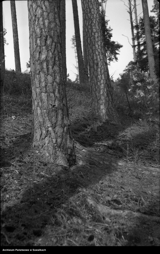 image.from.unit.number "[Las w okolicach jeziora Wigry ?]"