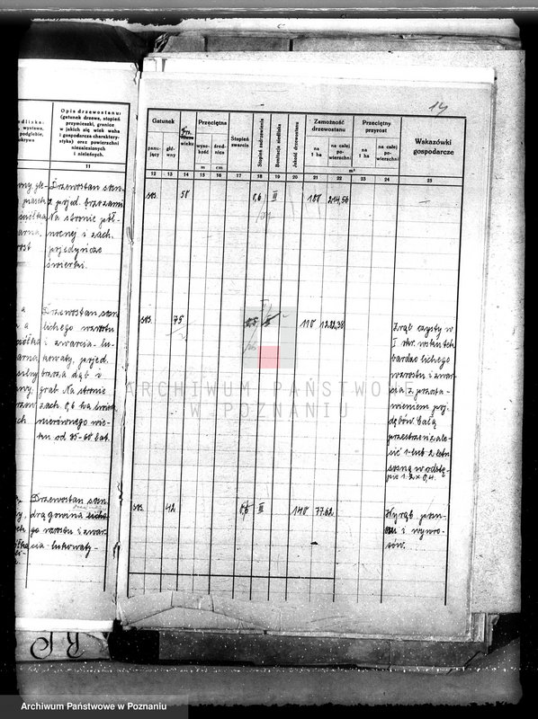Obraz 18 z jednostki "Nadzór nad gospodarką w lasach majątku Lubinia-Wielka w powiecie jarocińskim"