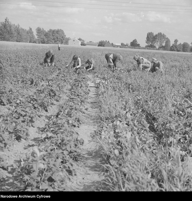 image.from.unit.number "Zbiór truskawek, skup owoców i warzyw we wsi Sobienie-Jeziory"