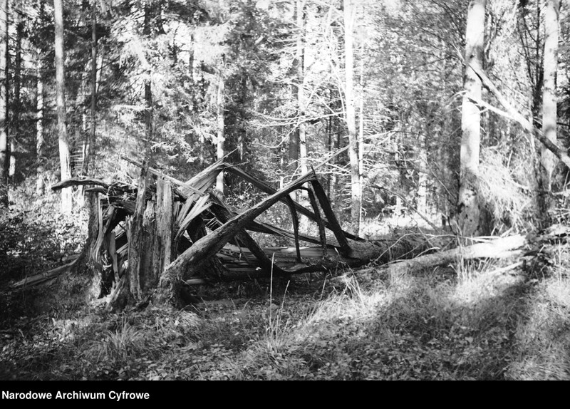 image.from.unit.number "Białowieża"