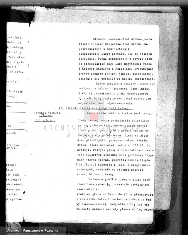 Obraz 12 z jednostki "Nadzór nad gospodarką w lasach majątku Lubinia-Wielka w powiecie jarocińskim"
