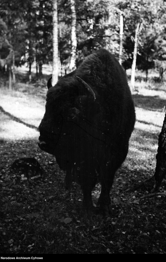 image.from.unit.number "Białowieża"