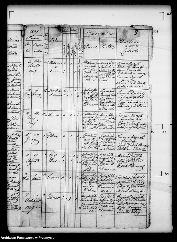 Obraz 13 z jednostki "[Kopie ksiąg metrykalnych parafii Wolica z filiami Bełchówka, Zboiska (dekanat Buków)]"