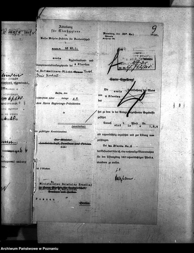 Obraz 13 z jednostki "Nosacizna - Tczew"