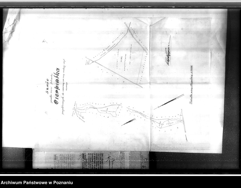 Obraz 15 z jednostki "Majątek Kamień-Cierpiatki powiat kaliski /sprawy leśne/"