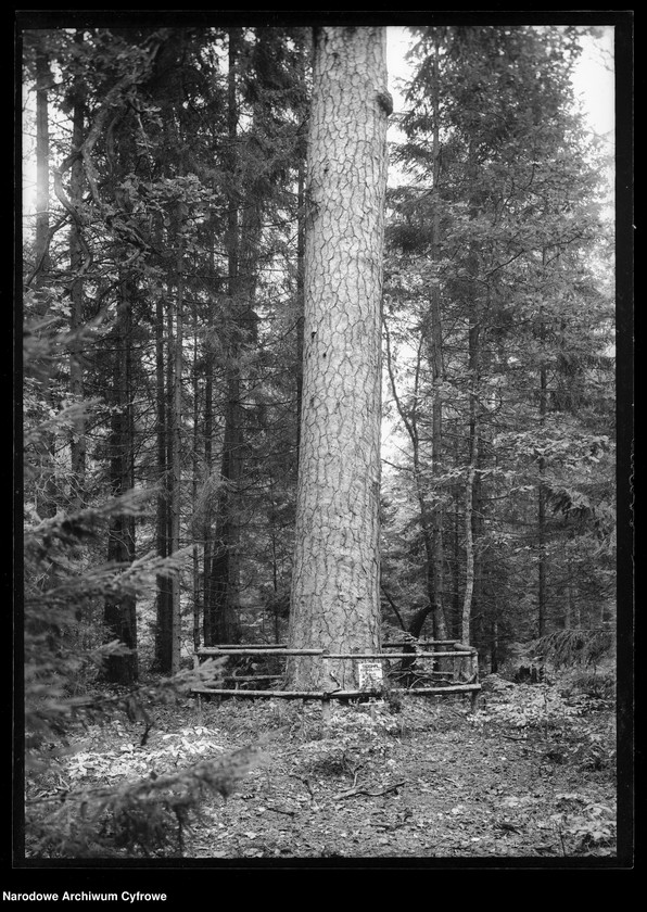 Obraz 10 z jednostki "Białowieża"