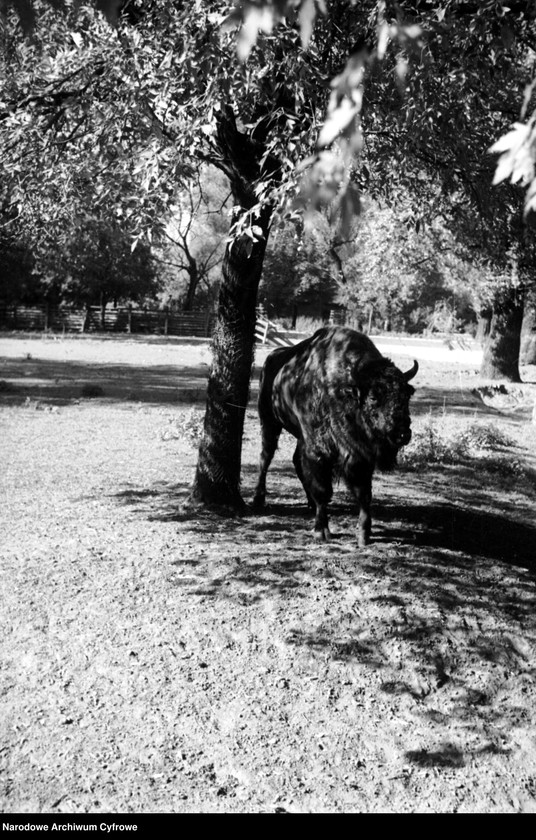 image.from.unit.number "Białowieża"