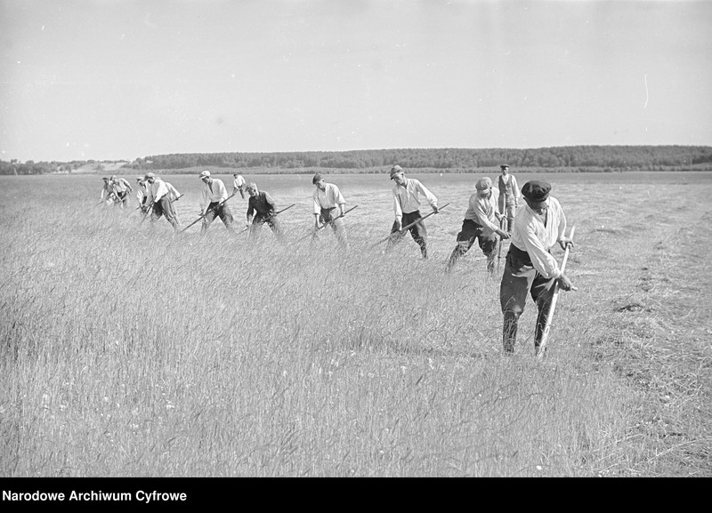 image.from.unit.number "Rolnictwo. Łąki, sianokosy"