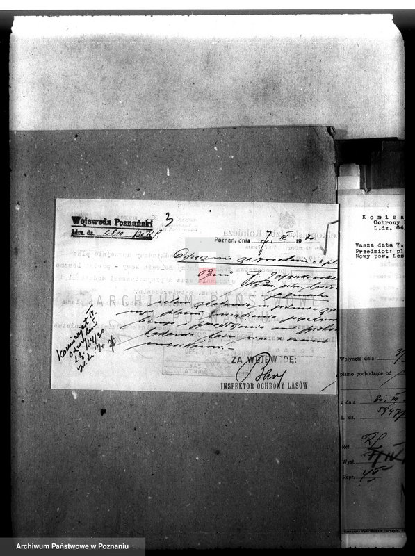 Obraz 7 z jednostki "Las gromady Belęcin-Nowy powiat leszczyński"