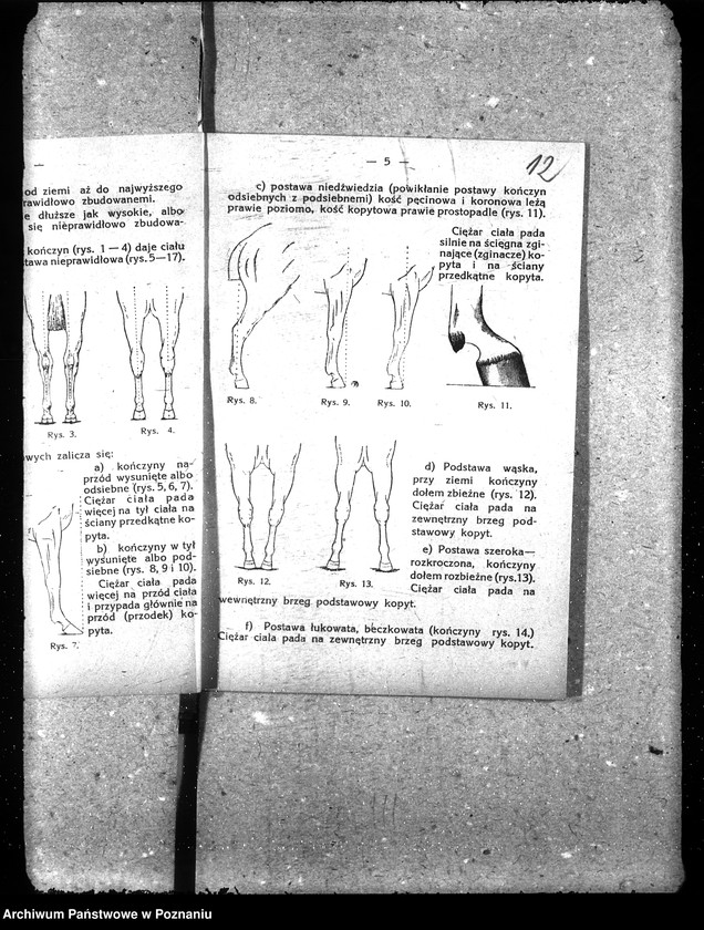 Obraz 18 z jednostki "Podkuwacze koni"