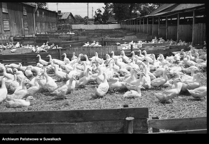 image.from.unit.number "Hodowla gęsi."