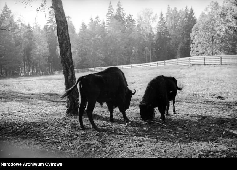 image.from.unit.number "Białowieża"
