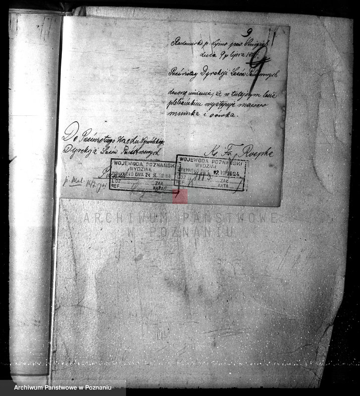 Obraz 13 z jednostki "Las parafialny kościoła w Radomicku powiat kościański"