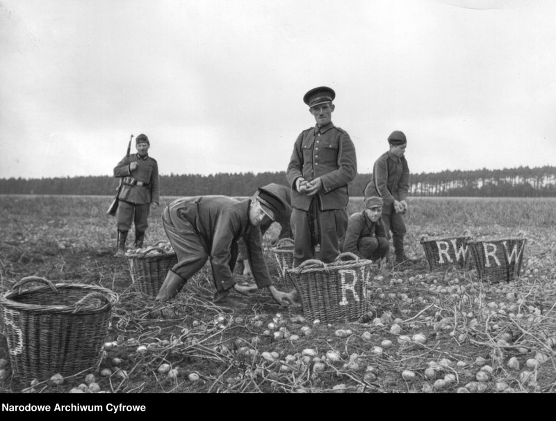 image.from.unit.number "Polscy jeńcy przy zbieraniu ziemniaków"