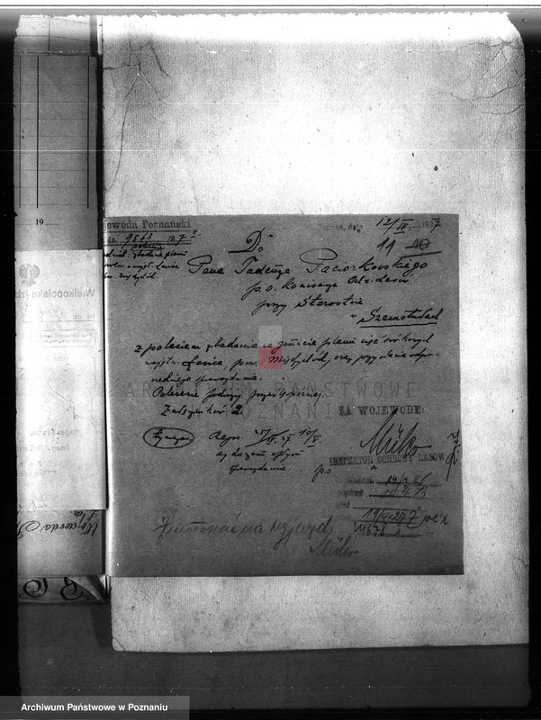 Obraz 15 z jednostki "Majętność leśna Ławica w powiecie międzychodzkim /nadzór nad gospodarką leśną/"