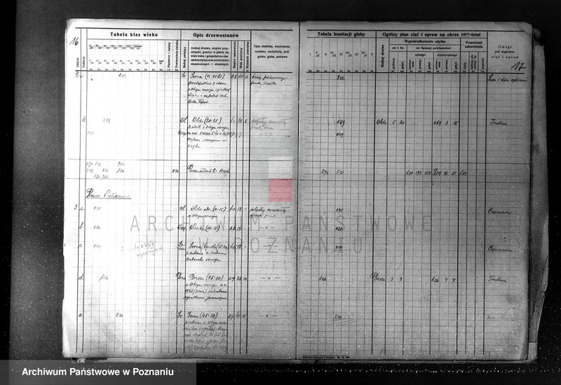 Obraz 18 z jednostki "Plan urządzania gospodarstwa leśnego dla lasu majętności Borówkowo-Stare i Piotrkowice powiat kościański"