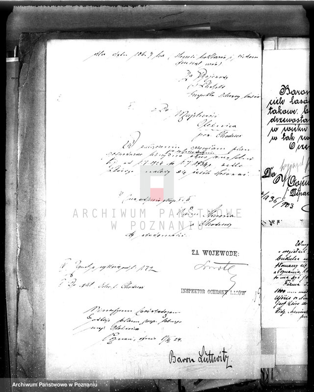 Obraz 6 z jednostki "Majętność leśna Oleśnica w powiecie chodzieskim"