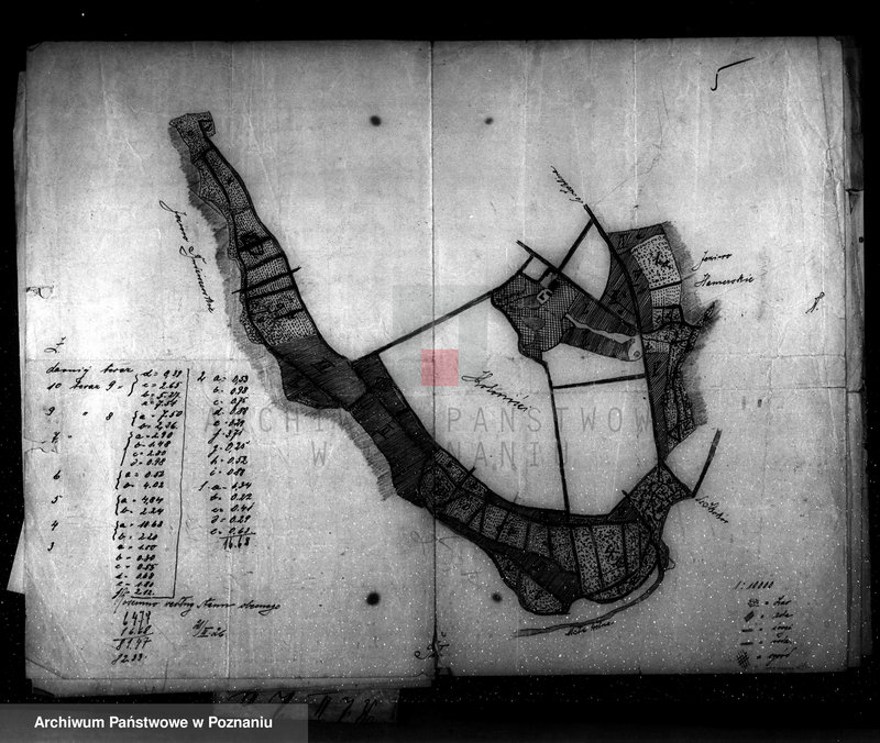 Obraz 9 z jednostki "Nadzór nad gospodarką w lasach majętności Rościnno powiat wągrowiecki"