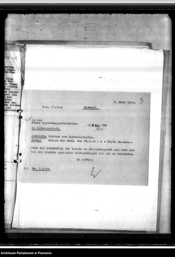 Obraz 7 z jednostki "Einfuhr von Karakulschafen aus den Besetzten Ostgebieten"